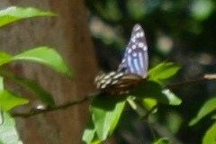 Myscelia ethusa ethusa