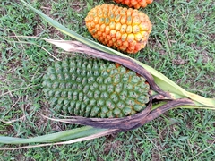 Pandanus kaida, photograph author not stated, no rights reserved