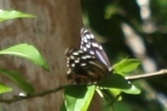 Myscelia ethusa ethusa