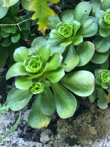 Aeonium glutinosum