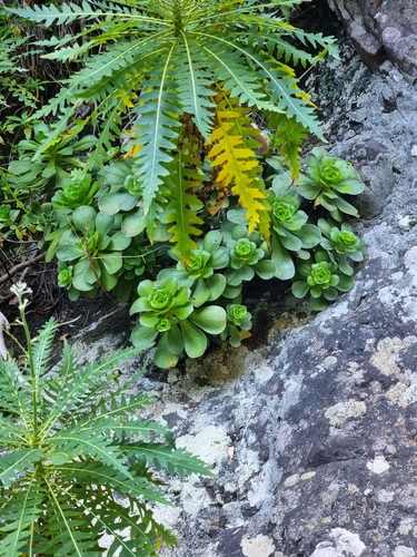Aeonium glutinosum