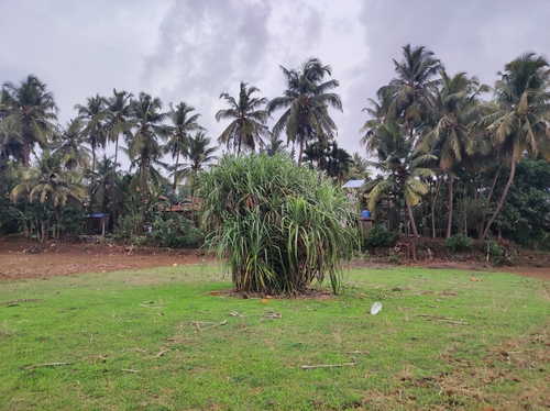 Image of Pandanus kaida by no rights reserved
