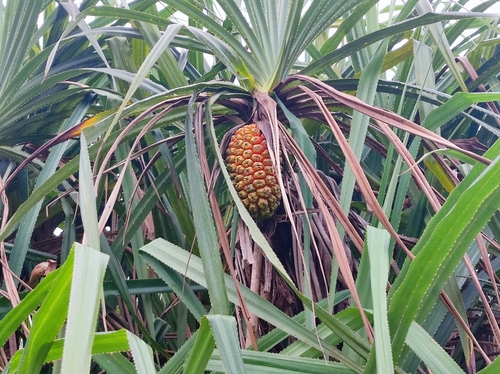 Image of Pandanus kaida by no rights reserved