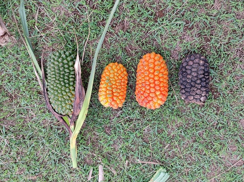 Image of Pandanus kaida by no rights reserved