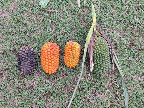 Image of Pandanus kaida by no rights reserved
