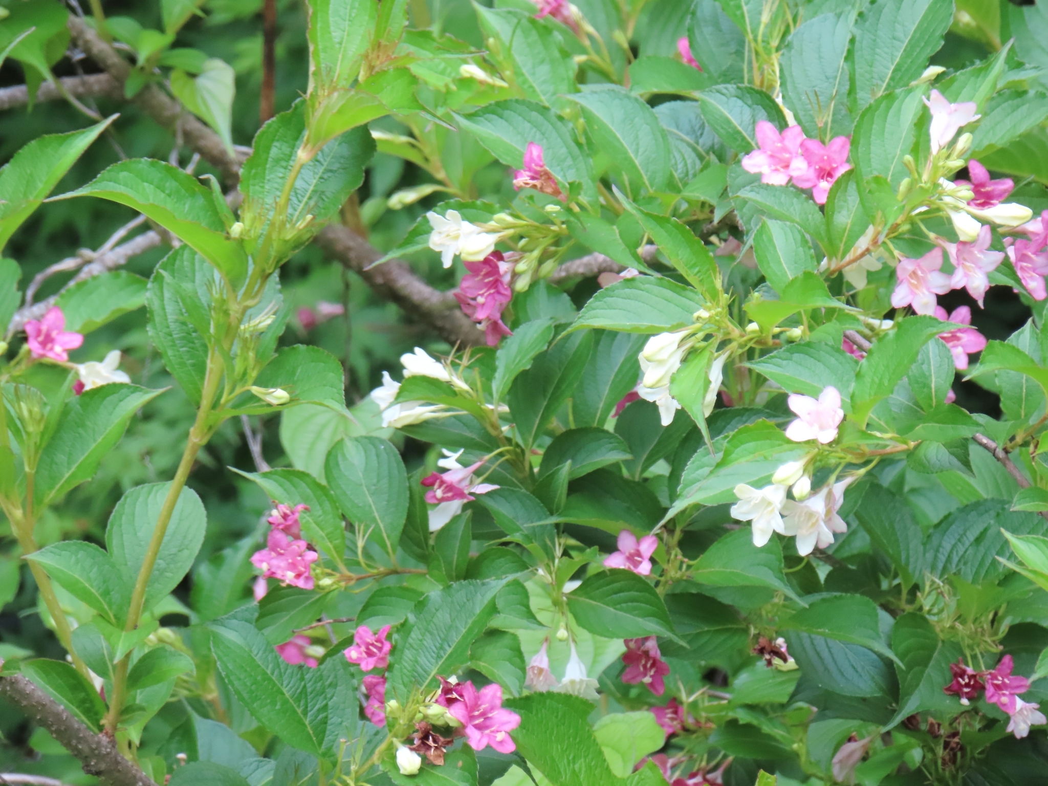 Weigela Coraeensis (Weigela coraeensis)
