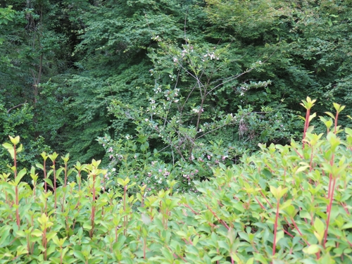 Weigela coraeensis, photograph 1