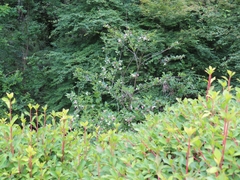 Weigela coraeensis, photograph (c) mami_t_t, some rights reserved (CC BY)
