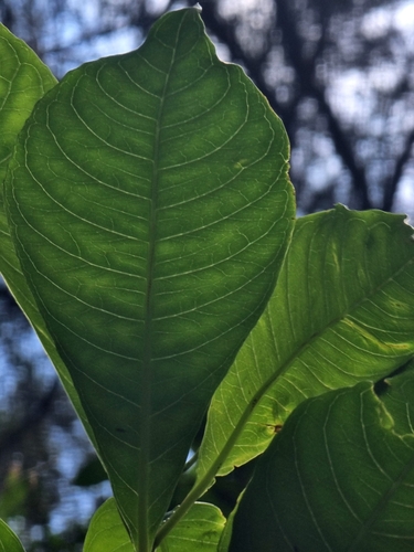 Image of Fuchsia arborescens by (c) Vítor Jorge, some rights reserved (CC BY)