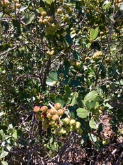 Ceanothus megacarpus insularis