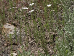 Blepharipappus scaber