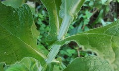 Buddleja stachyoides