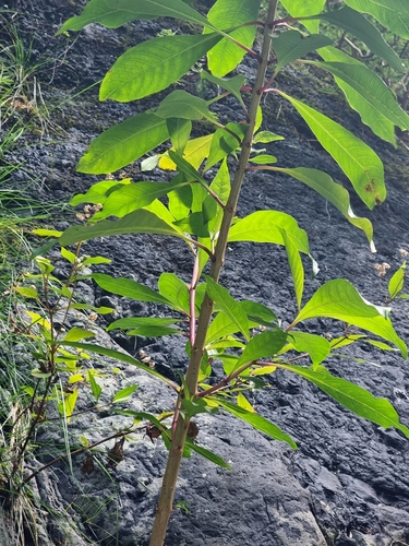 Image of Fuchsia arborescens by (c) Vítor Jorge, some rights reserved (CC BY)