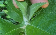 Buddleja stachyoides