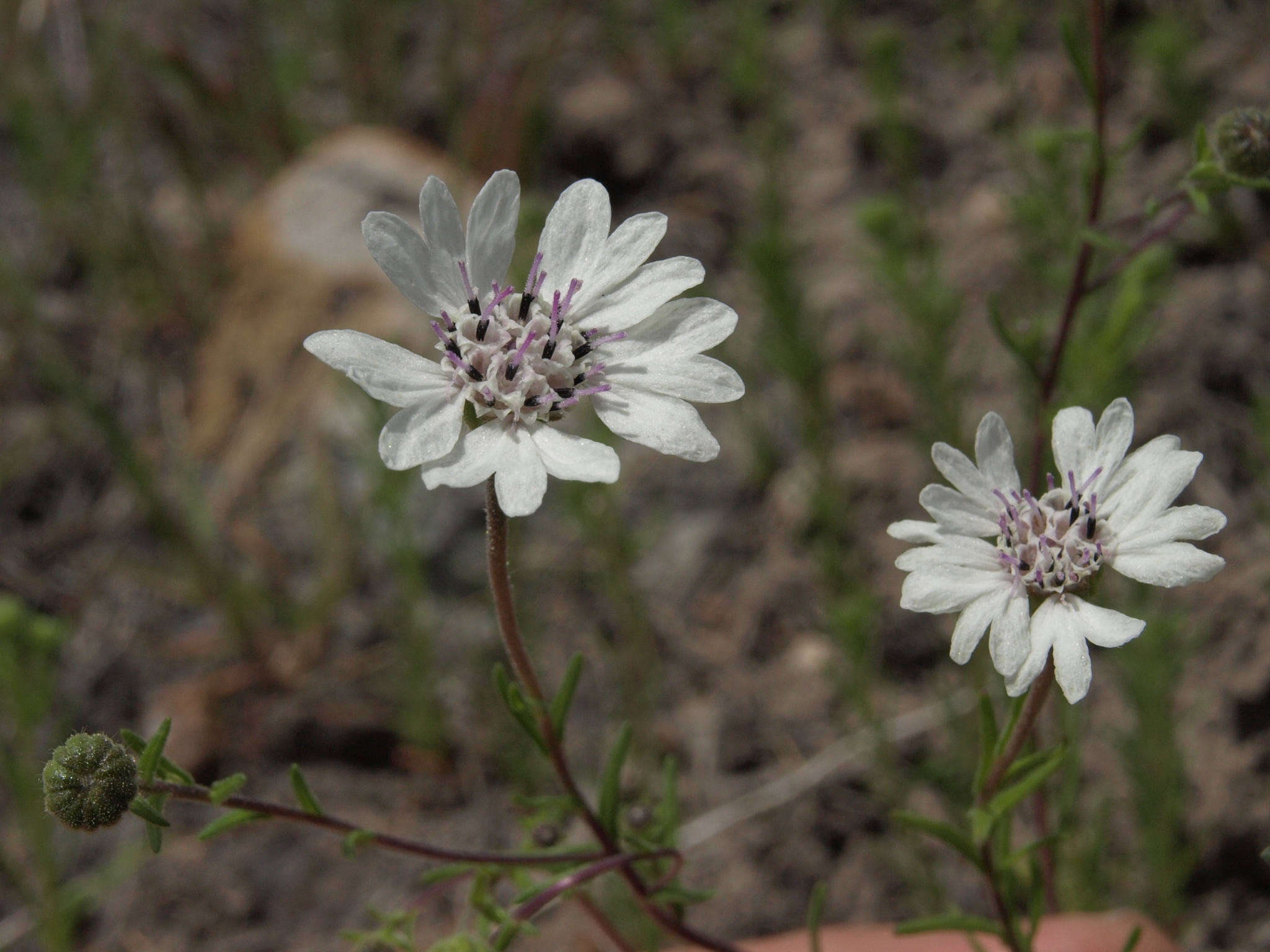 Blepharipappus