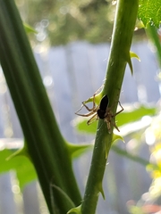 Philodromus dispar