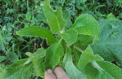 Buddleja stachyoides