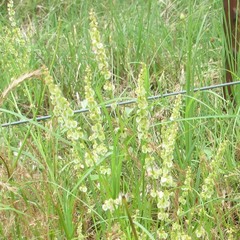 Rumex hastatulus