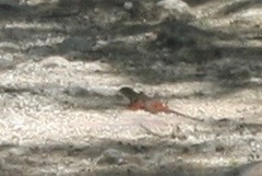 Aspidoscelis angusticeps