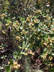 Ceanothus megacarpus insularis
