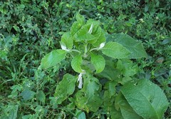 Buddleja stachyoides