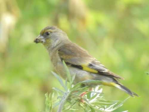 Oriental Greenfinch