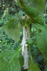 Buddleja stachyoides