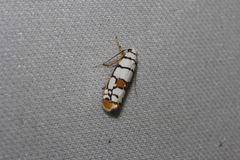 Ethmia festiva