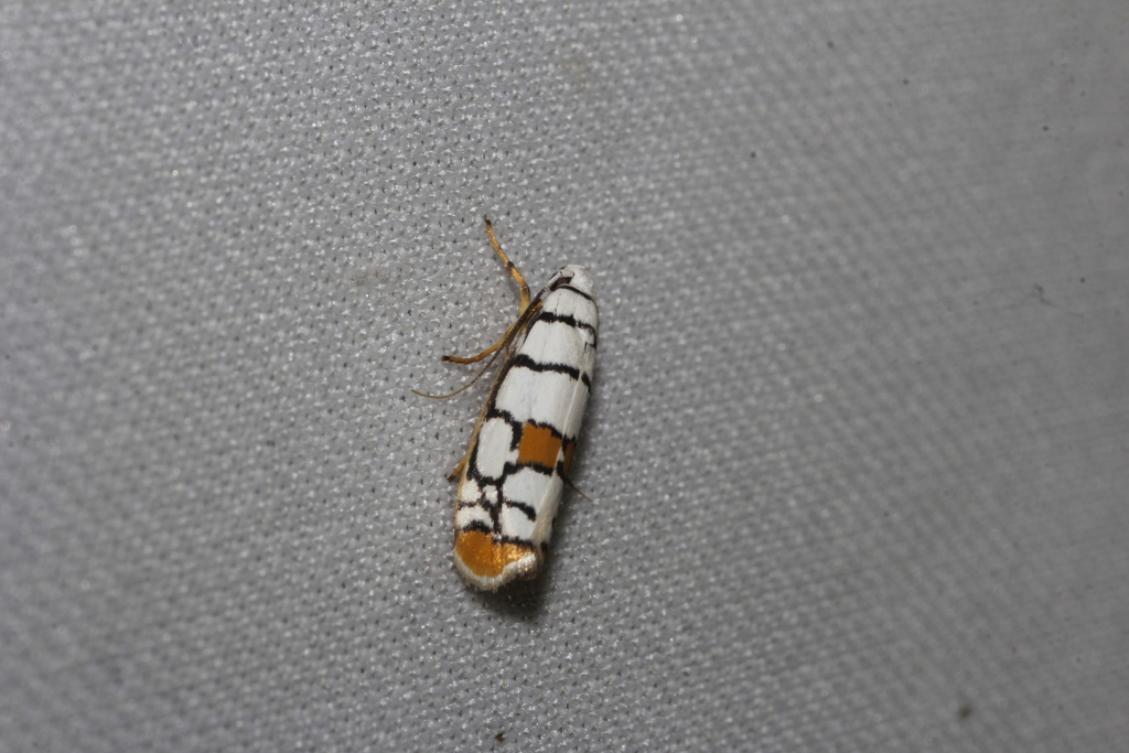 Ethmia festiva