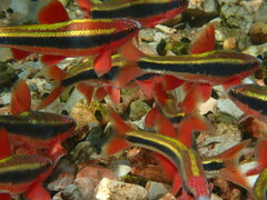 Cardinal Shiner photo 3