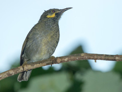 Foulehaio carunculatus