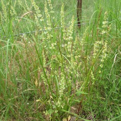 Rumex hastatulus