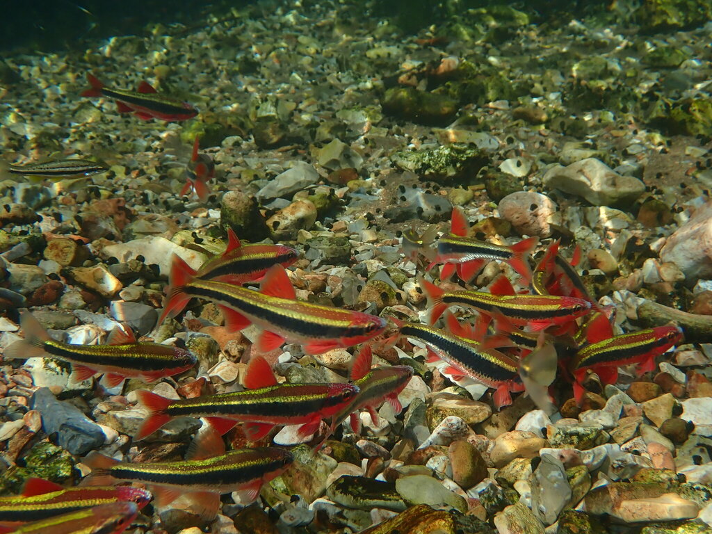 Southern redbelly dace (Chrosomus erythrogaster) — Cyprinidae