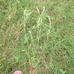 Rumex hastatulus
