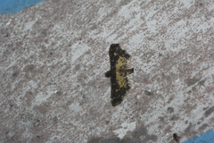 Eurrhyparodes lygdamis