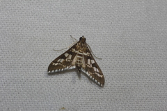 Epipagis fenestralis