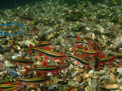 Southern redbelly dace (Chrosomus erythrogaster) — Cyprinidae