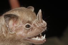 Artibeus jamaicensis yucatanicus