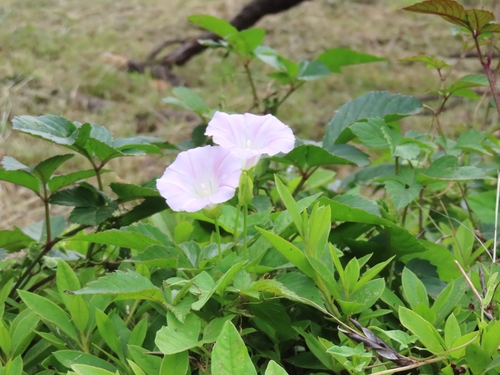 Image of Calystegia hederacea by (c) mami_t_t, some rights reserved (CC BY)