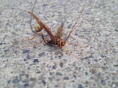 Megarhyssa macrurus icterosticta