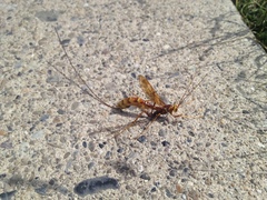 Megarhyssa macrurus icterosticta