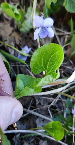 Image of Viola epipsila by (c) Andreas Schneider, some rights reserved (CC BY)