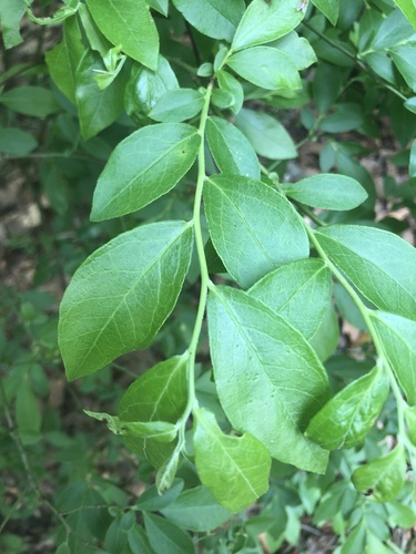 Rabbiteye Blueberry (Vaccinium virgatum)