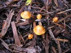 Psilocybe subaeruginosa