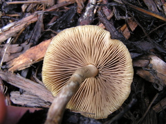 Psilocybe subaeruginosa