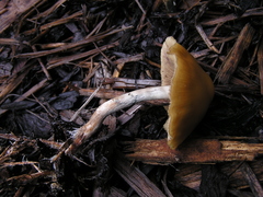 Psilocybe subaeruginosa