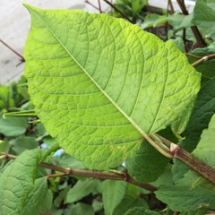 Reynoutria japonica