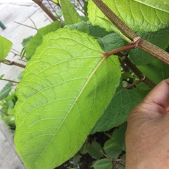 Reynoutria japonica