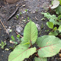 Reynoutria japonica