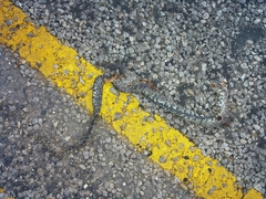 Lampropeltis splendida